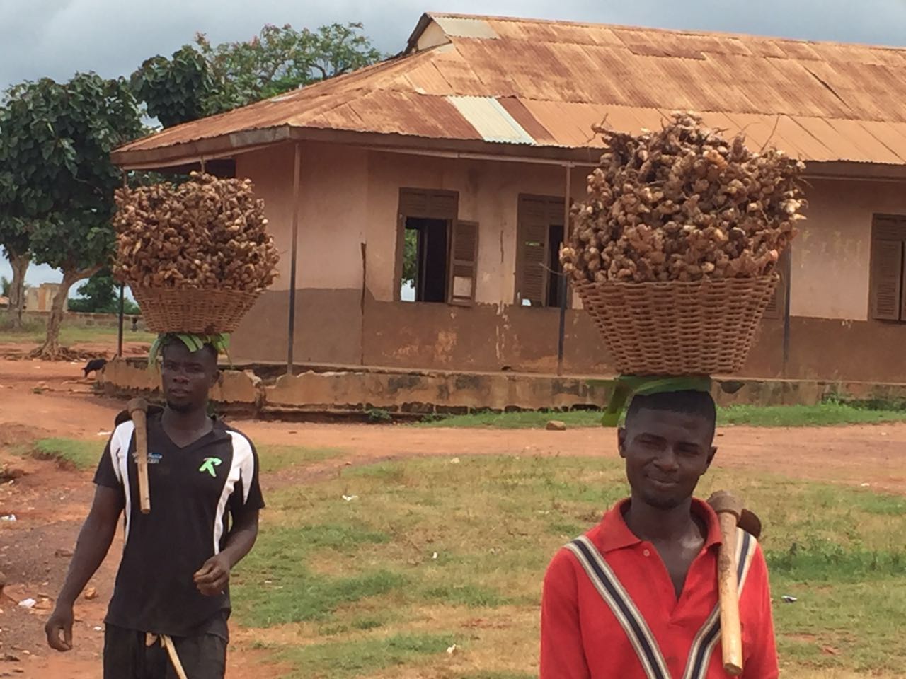 Ginger Farmers Call On Gov't To Revamp Defunct Factory GHNEWSNOW