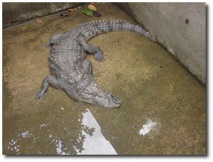 School_crocodile